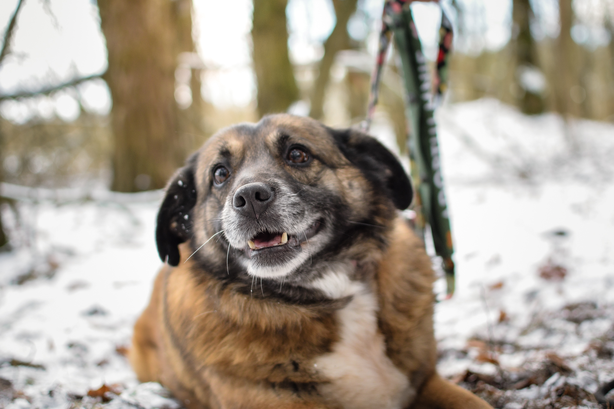 Pies leżący na śniegu