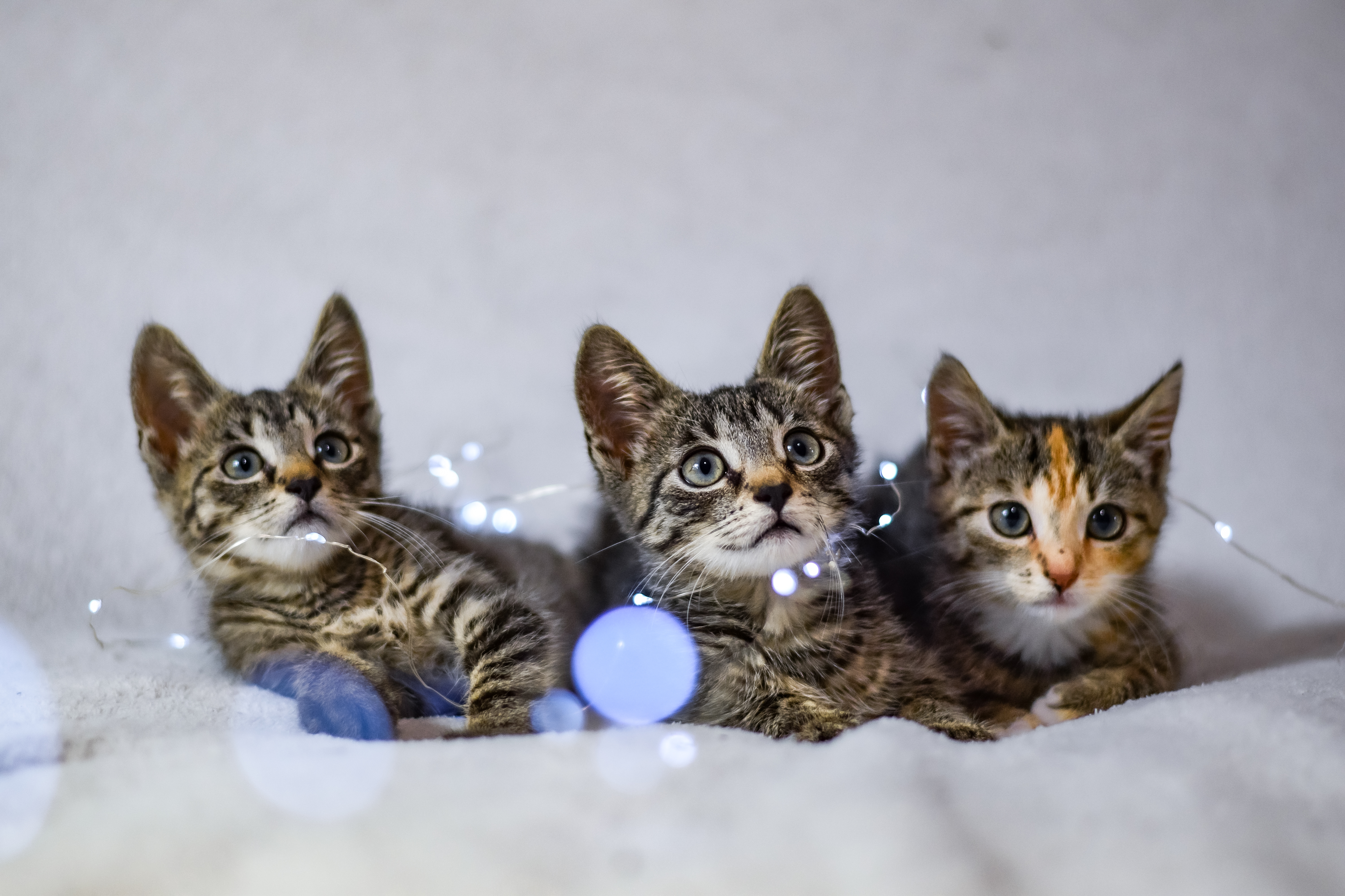 Trzy małe kotki uważnie coś obserwują