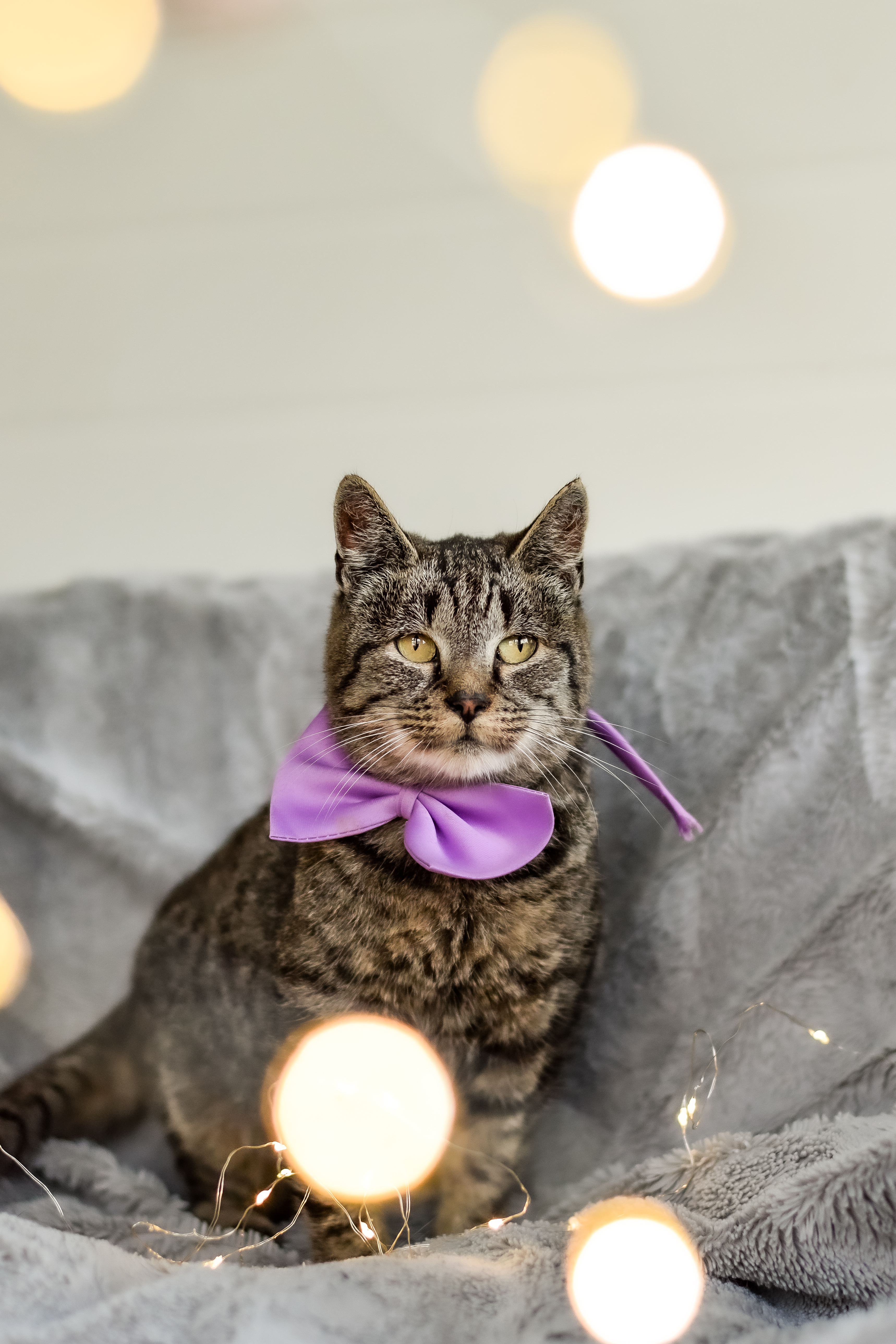 Kot z kokardą na szyi