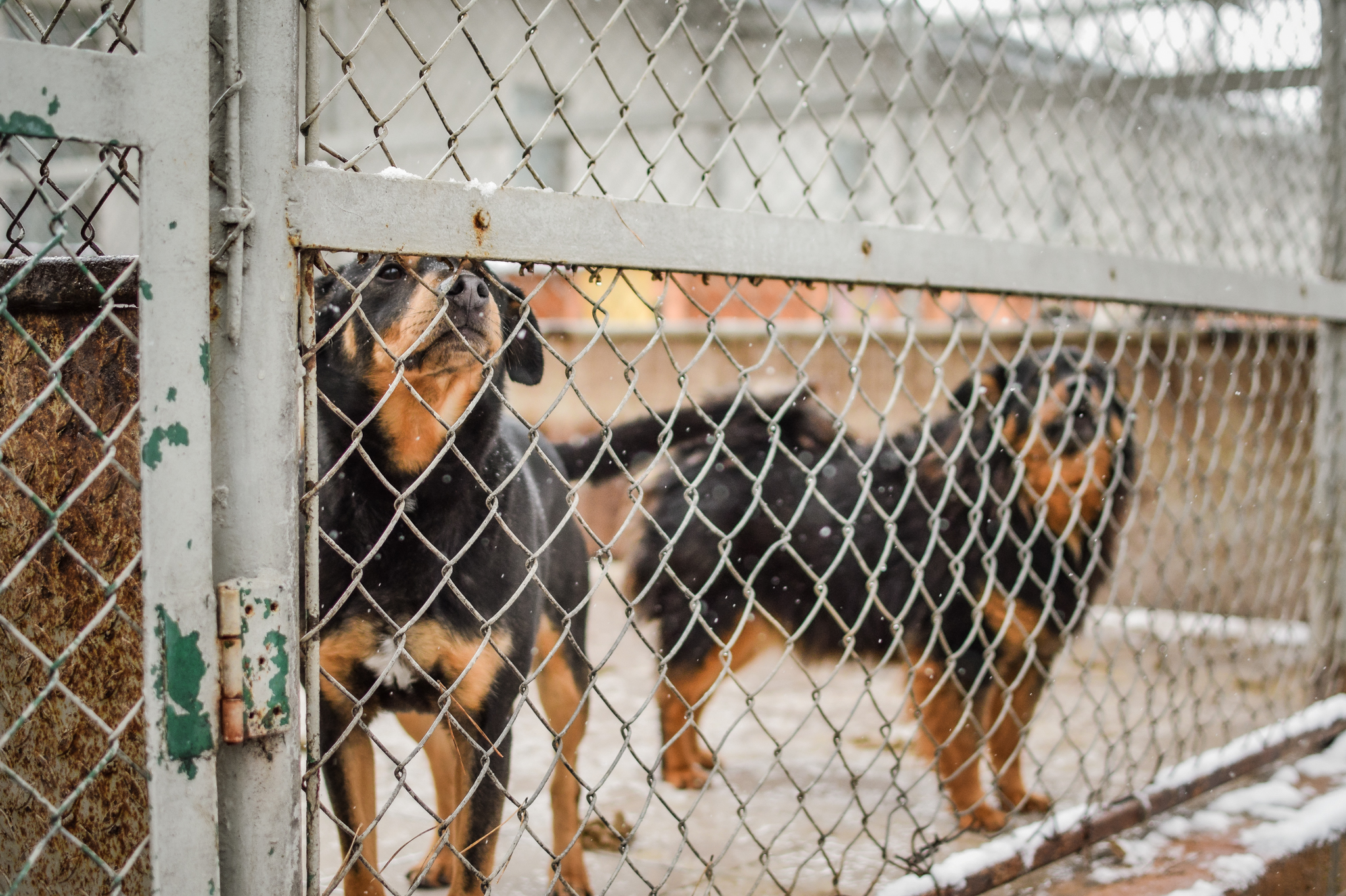 Dwa psy stoją przy ogrodzeniu