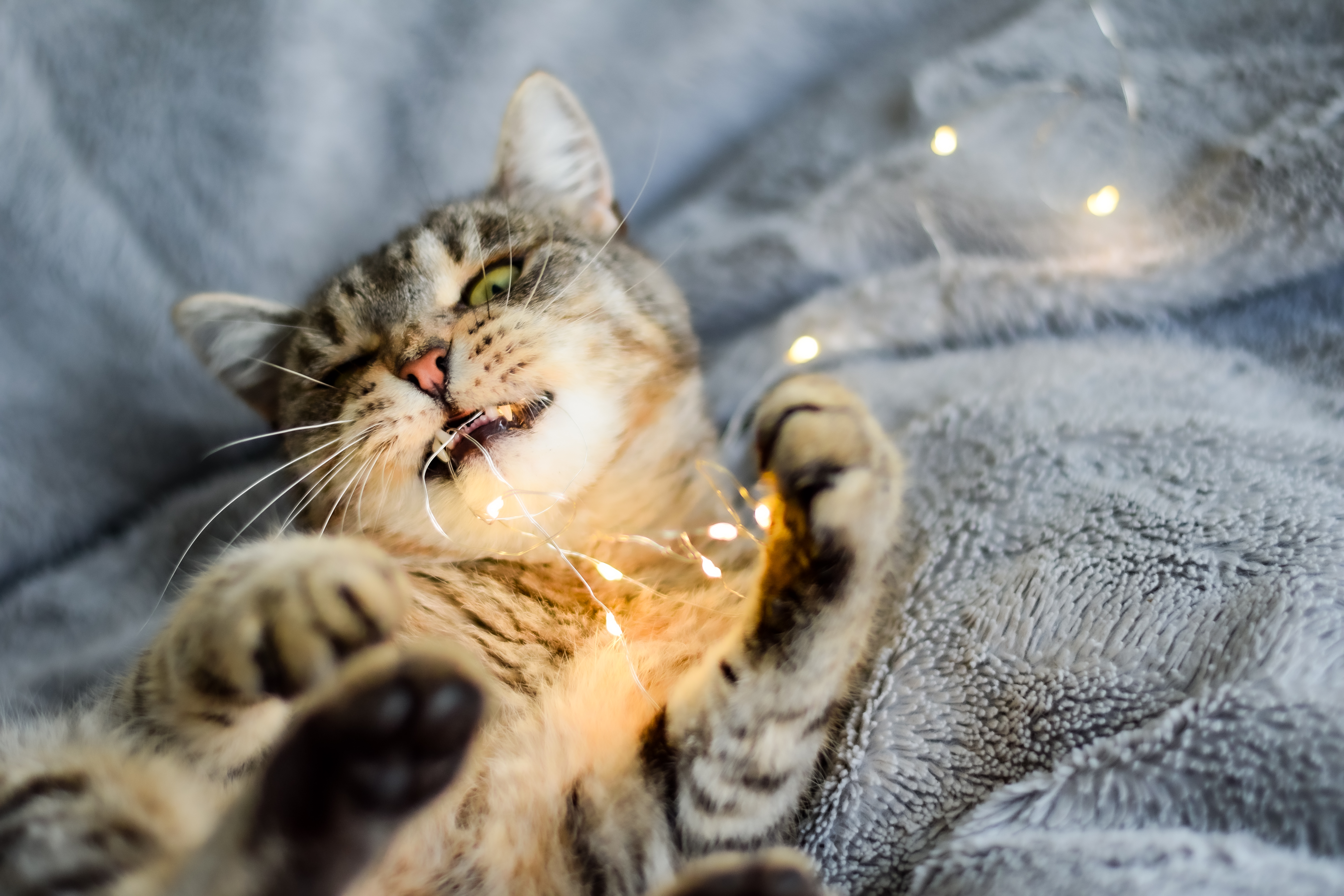 Kotek bawi się lampkami choinkowymi