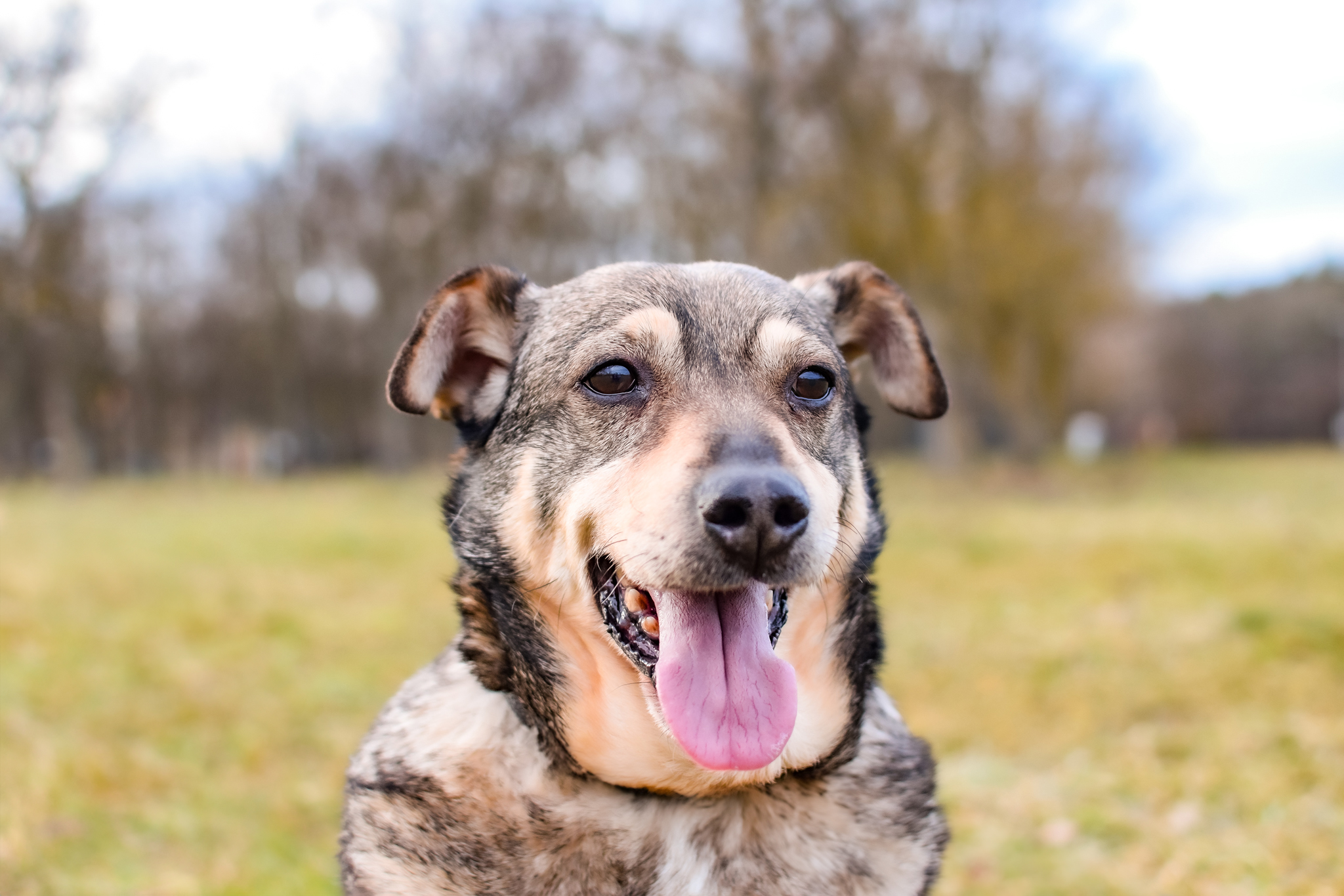 Pysk siedzącego psa