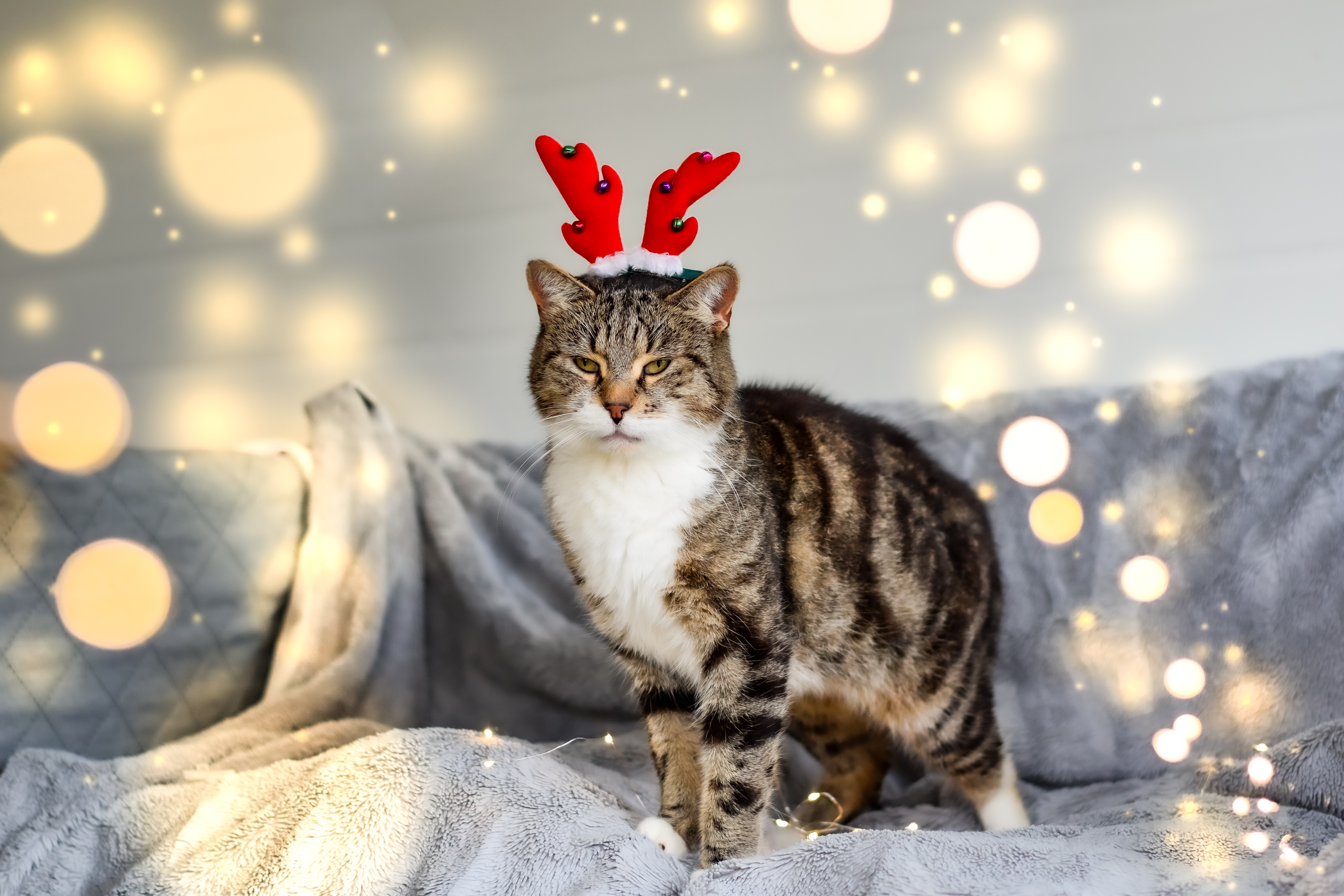 Stojący kot pozuje do zdjęcia z rogami renifera