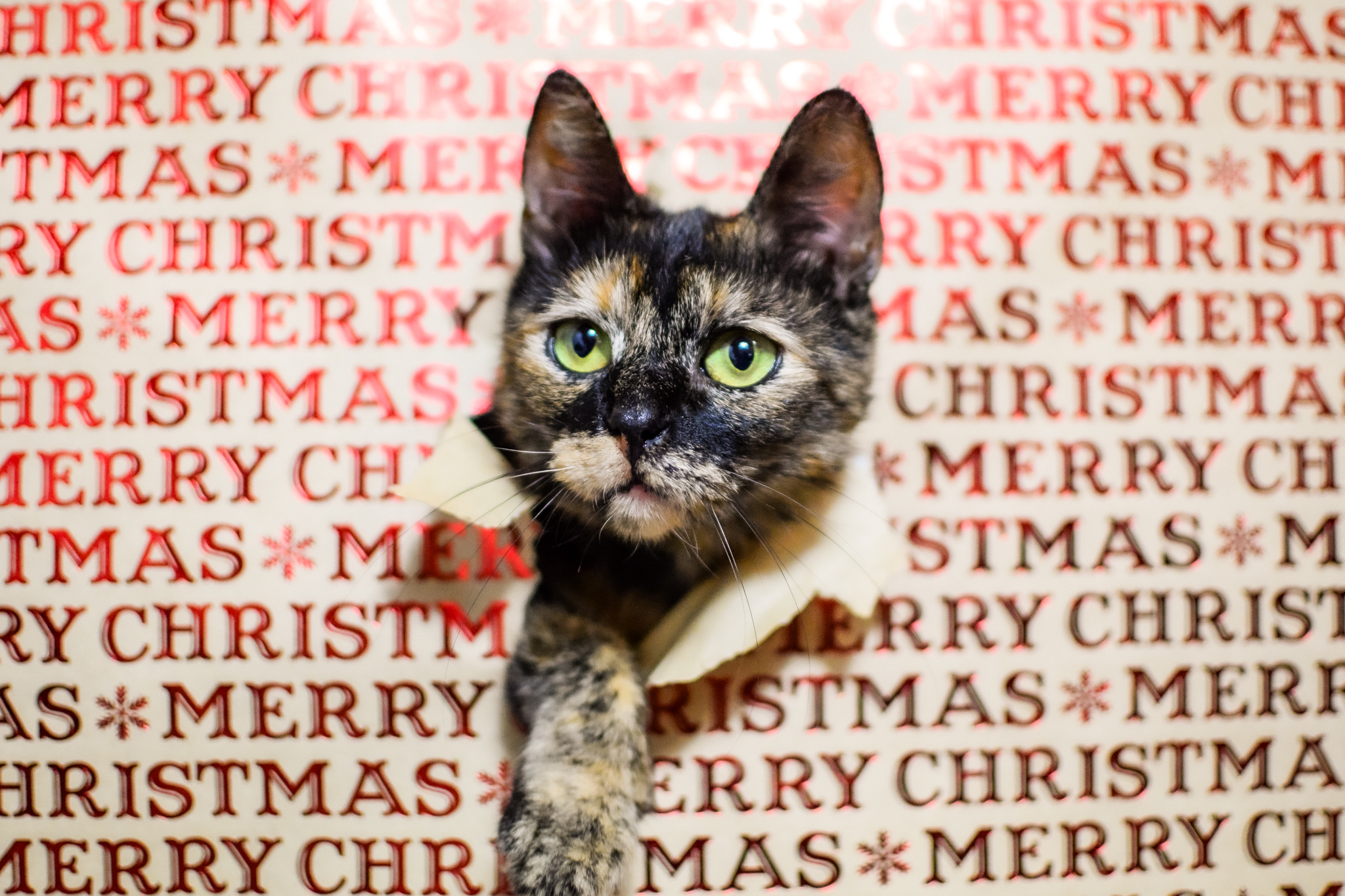 Głowa kotka wystaje z otworu w kartce świątecznej