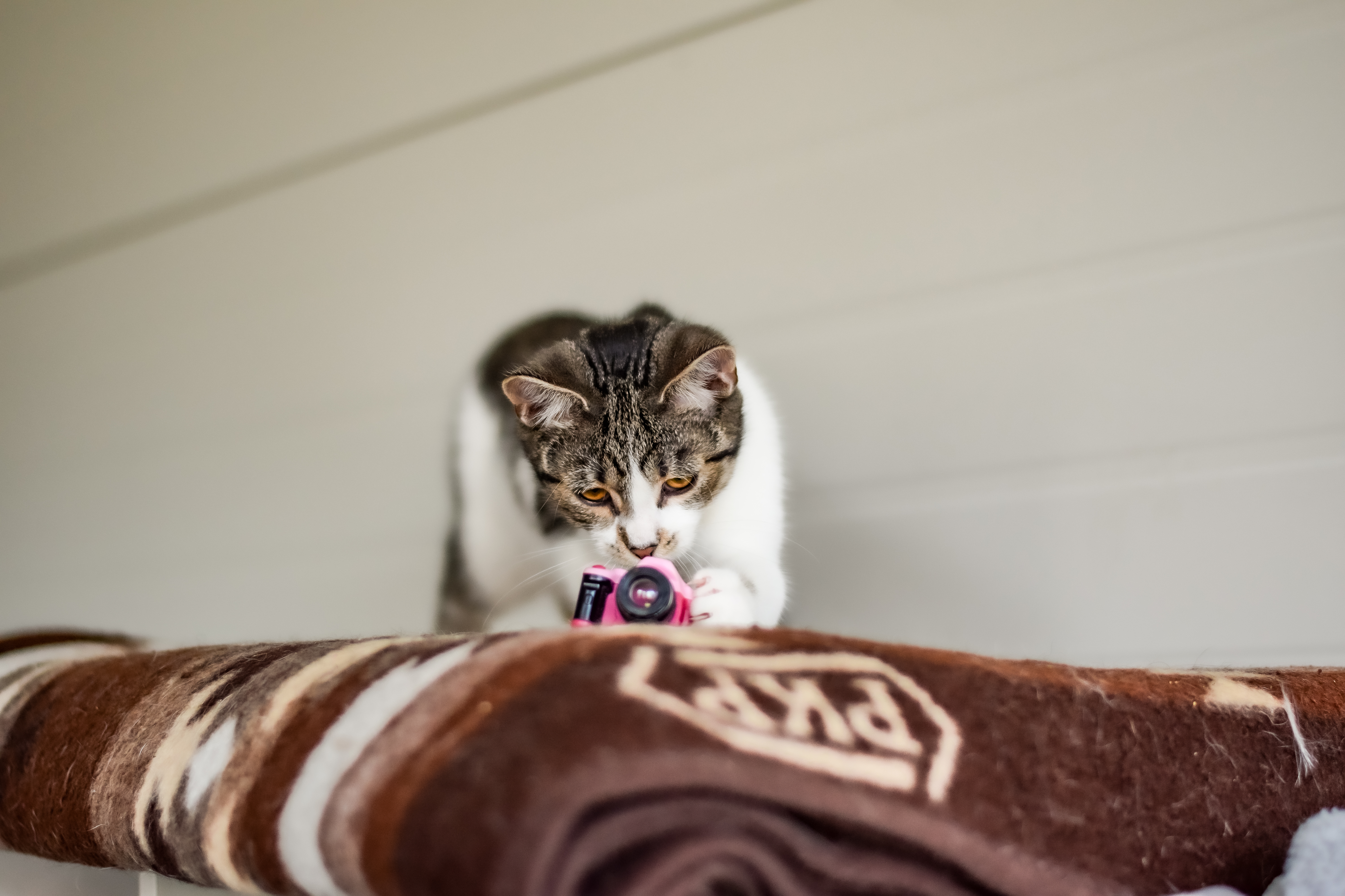 Kot bawi się atrapą aparatu fogograficznego