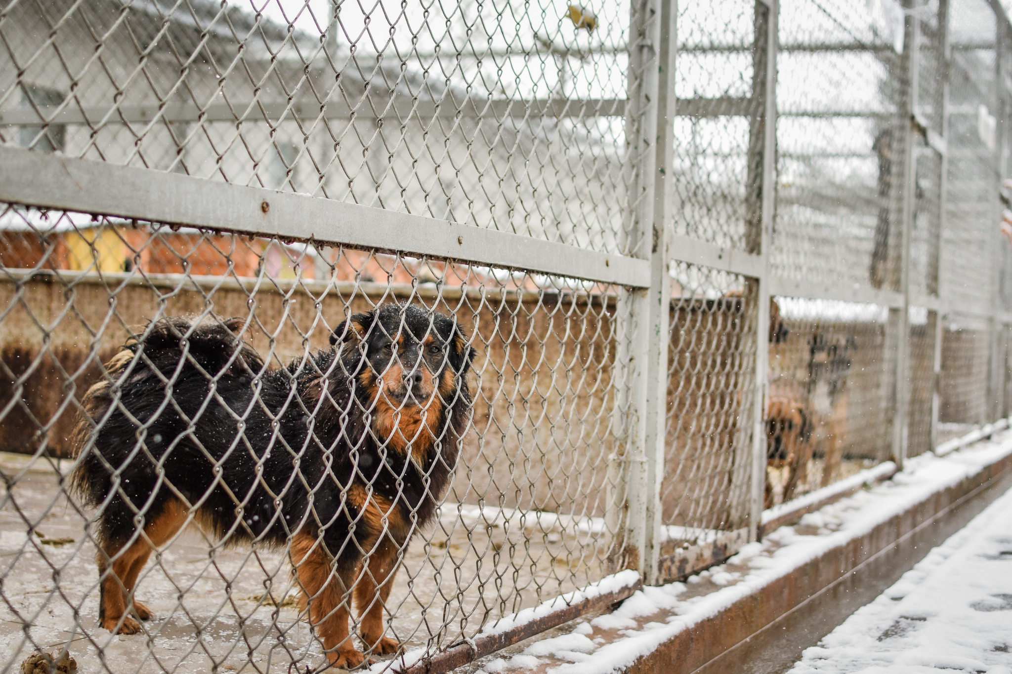 Kudłaty pies w klatce