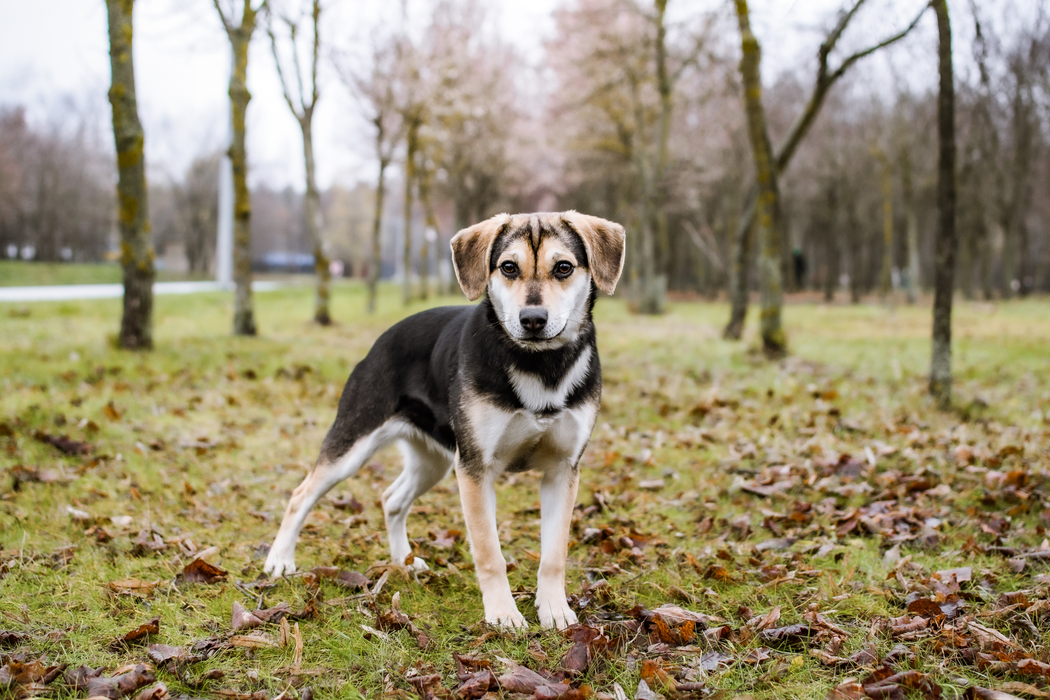 Pies uważnie nasłuchuje dochodzących dźwięków.