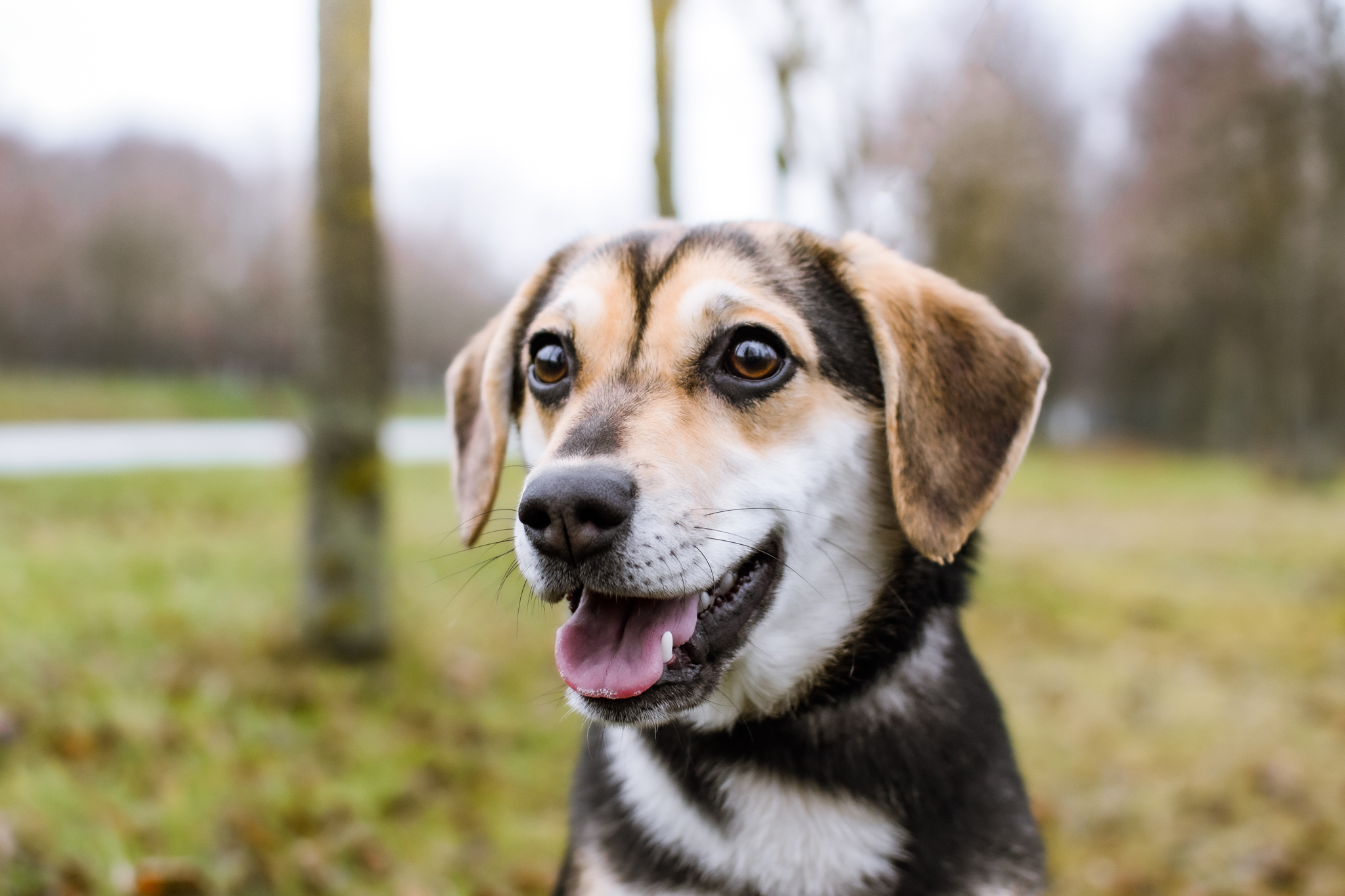 Siedzący pies uważnie nasłuchuje dochodzących dźwięków.