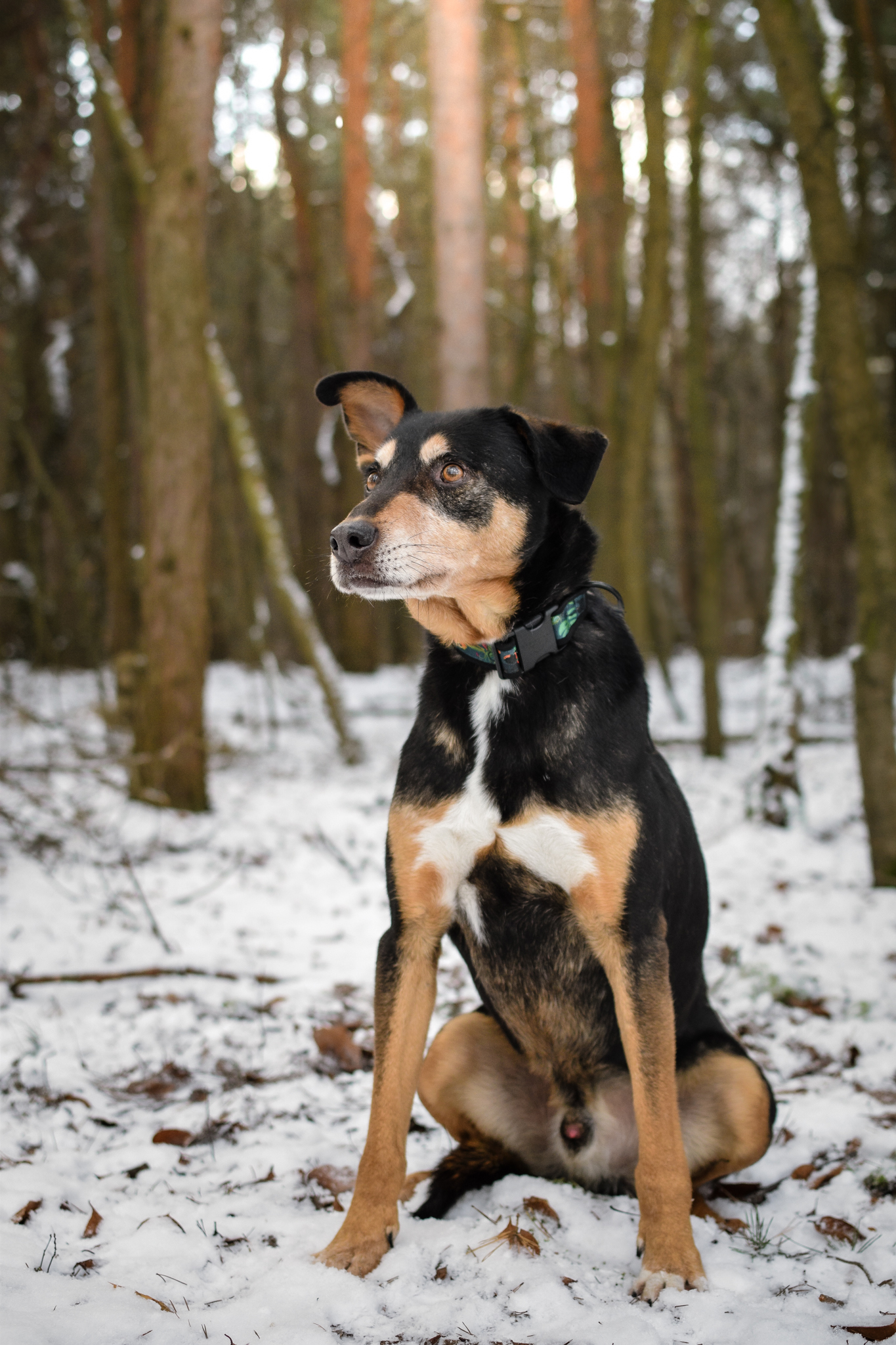 Siedzący pies uważnie nasłuchuje dochodzących dźwięków.