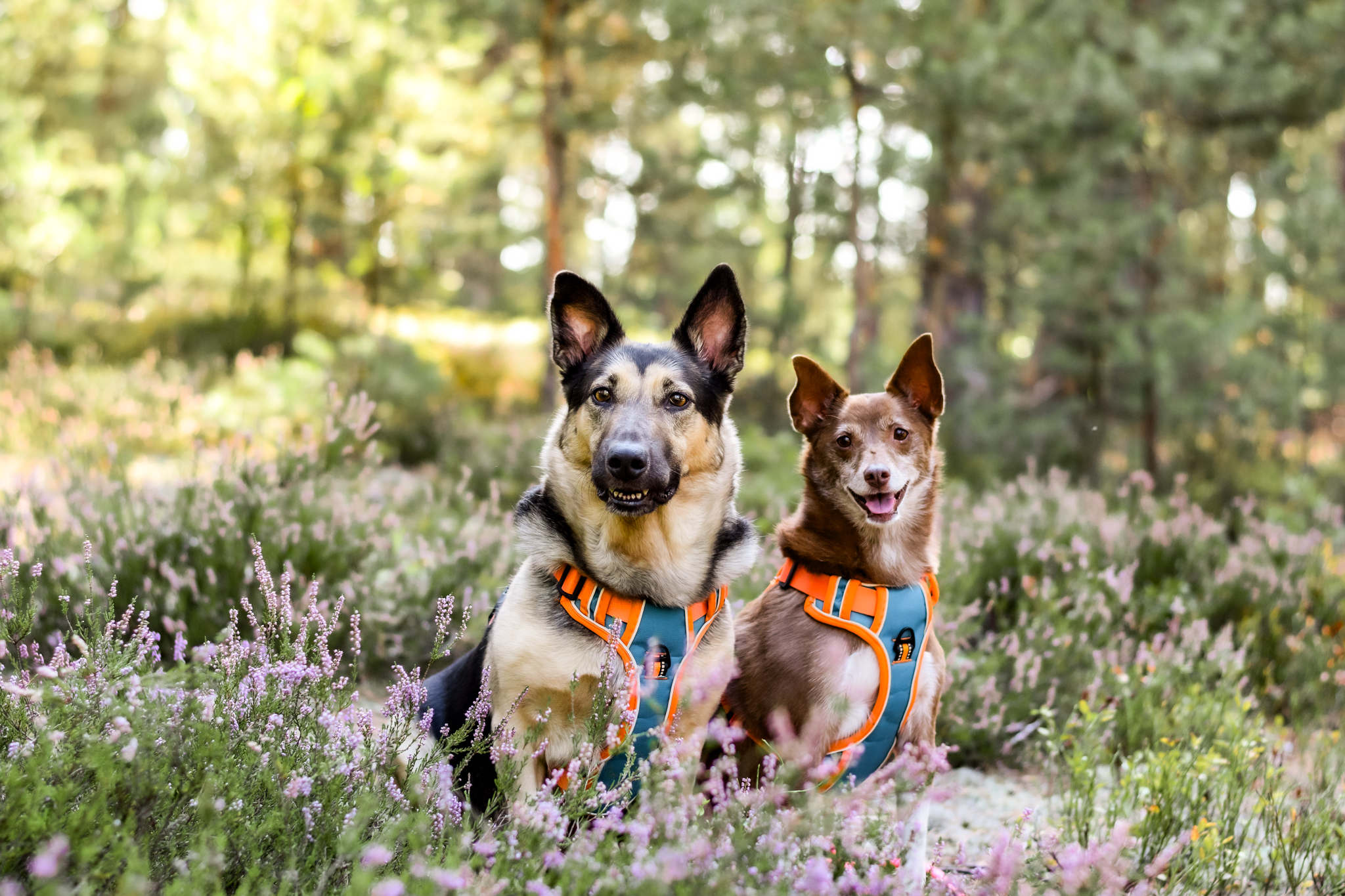 Dwa psy siedząc na leśnej polanie uważnie spoglądają w jednym kierunku.