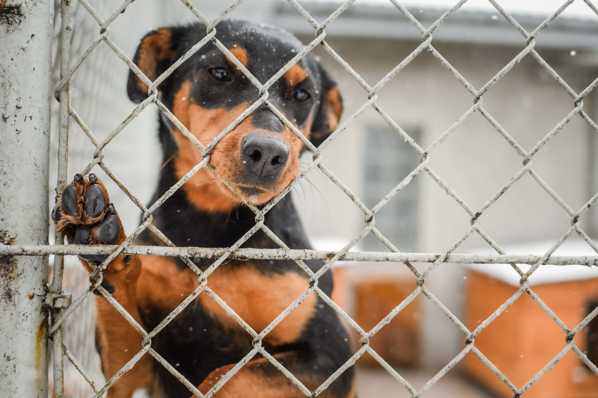 Piesek opiera się łapą o ogrodzenie
